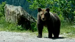 S-a schimbat Legea Vânătorii / Care sunt noile reglementări / Amenzile uriașe pe care le riscă cei care hrănesc urșii