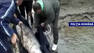 Morun de 120 de kilograme salvat din mâinile unui braconier - VIDEO