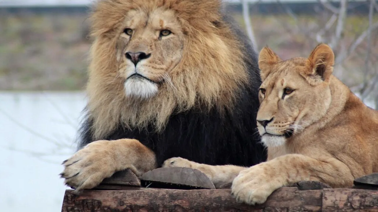 Un nou tip de răget de leu, descoperit cu ajutorul Inteligenței Artificiale