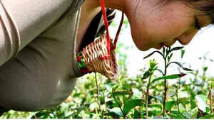 Cum sună anunţul de angajare al unei plantaţii de ceai din China: Căutăm virgine cu sânii mari