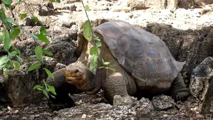 După un accident urât, Freddy a devenit prima ţestoasă cu o carapace 3D - VIDEO