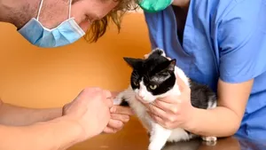 Rusia a înregistrat primul vaccin COVID-19 din lume pentru animale. Când va începe producţia la scară largă