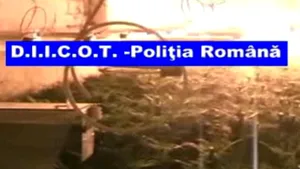 Trei traficanţi de droguri care au adus din Belgia 12 kilograme de canabis, audiaţi la DIICOT