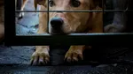 Italia, departe de toleranța zero față de cruzimea asupra animalelor. Cifrele anului