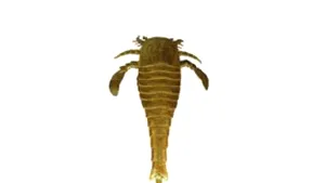 Fosilă de scorpion marin, mai mare decât un om, descoperită în Germania