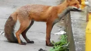 Braşov: O vulpe a rămas blocată în curtea unui service auto. Jandarmii au reuşit să o salveze

