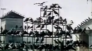 Misterul păsărilor violente ale lui Hitchcock, descifrat - VIDEO