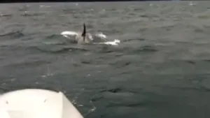 Lupta pentru supravieţuire în Alaska. IMAGINI EMOŢIONANTE surprinse de un cameraman amator - VIDEO   