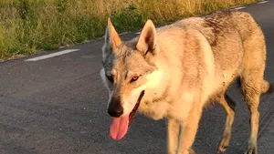 Lecţie de supravieţuire de la o căţeluşă. Arya s-a pierdut şi a mers 250 de km, de la Teiuş la Ploieşti, pentru a-şi regăsi stăpânul
