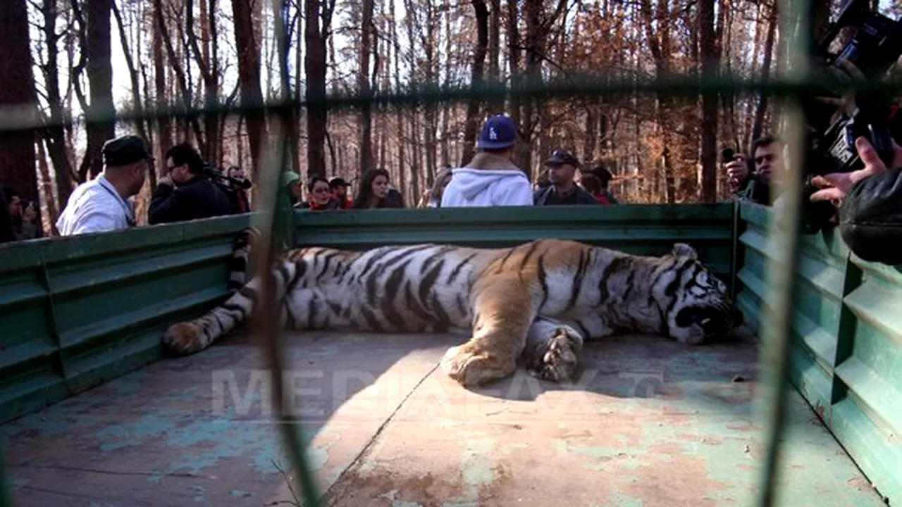 Directorul Grădinii Zoologice din Sibiu şi-a dat demisia în urma incidentului cu tigrul