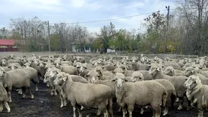 Șapte fermieri din Olt amenință cu greva foamei în fața sediului A.N.S.V.S.A.