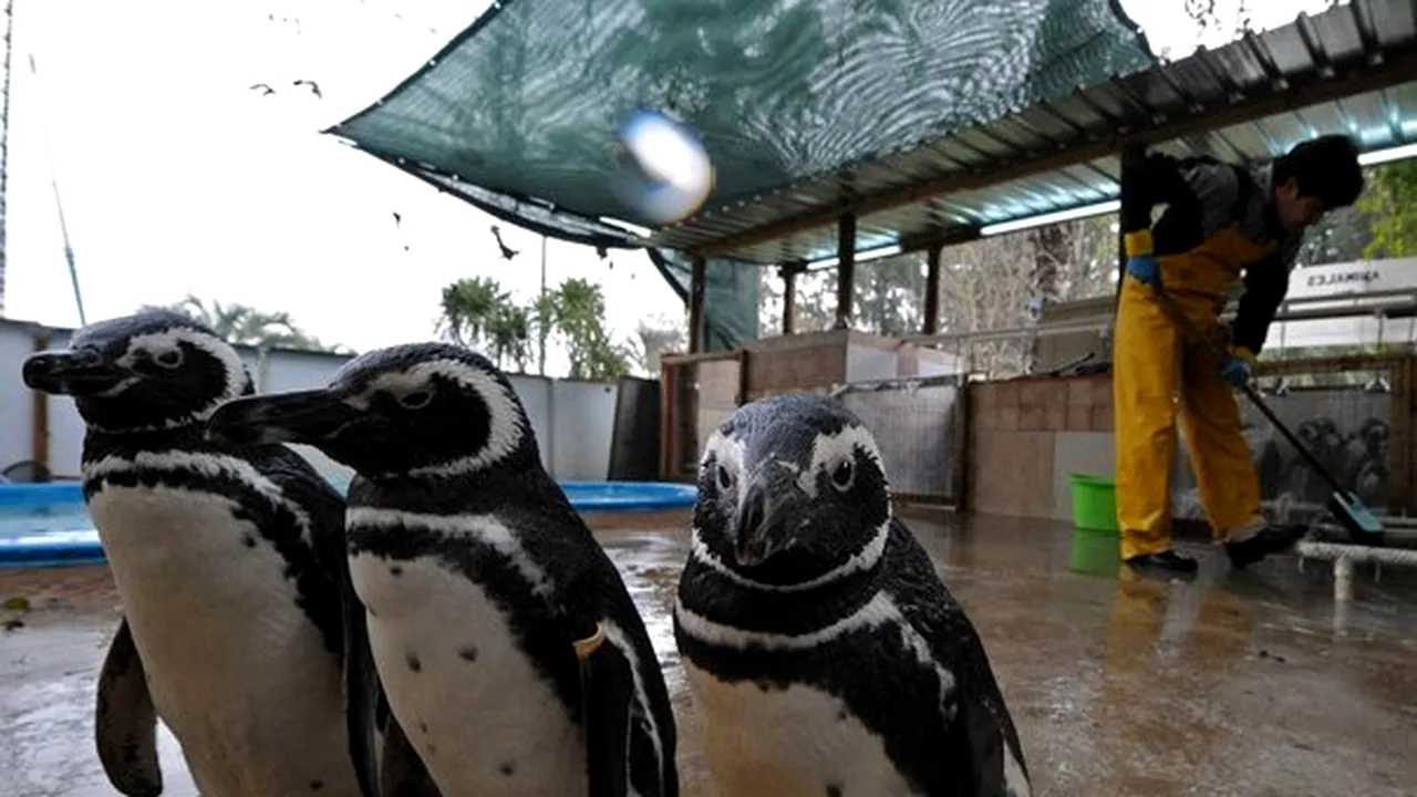 Zeci de pinguini acoperiţi de petrol, eşuaţi pe coastele Uruguayului - FOTO