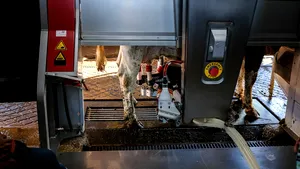 O fermă a primit finanţare de 400.000 de euro penru ca vacile să fie mulse de roboţi