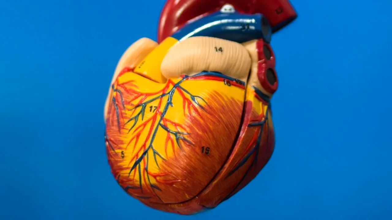 Un organ ignorat la vârsta adultă ar putea ține cheia longevității / Reduce cu 50% riscul de deces