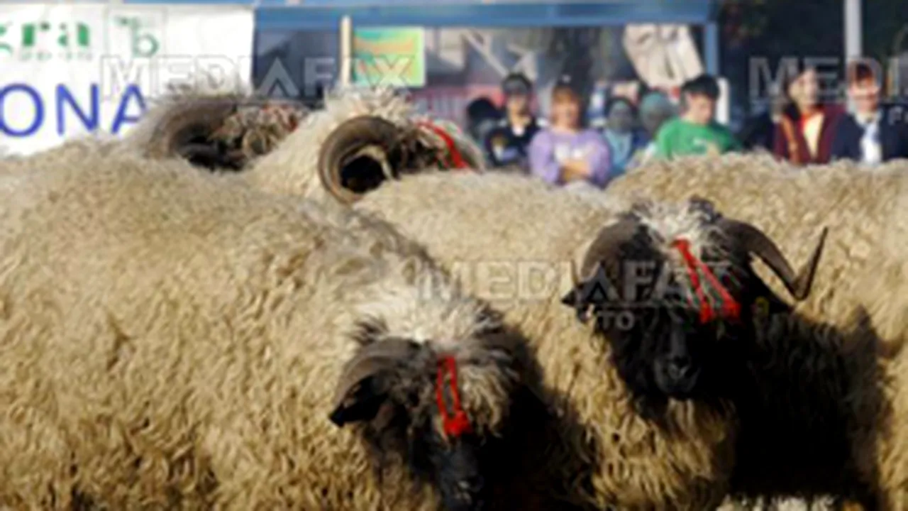 Ministerul Agriculturii schimbă modul de acordare a subvenţiilor pentru animale