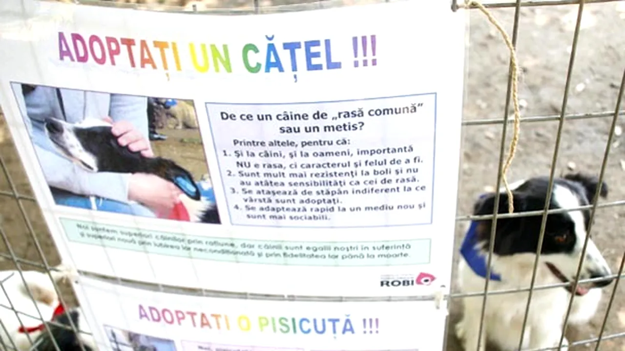 Mai mult de 70 la sută din bucureşteni vor eutanasierea câinilor bolnavi fără stăpân
