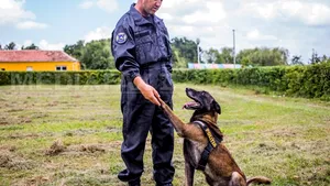 REPORTAJ: Câini salvatori şi care caută droguri sau explozibil, dresaţi în unicul centru din ţară, la Sibiu - FOTO
