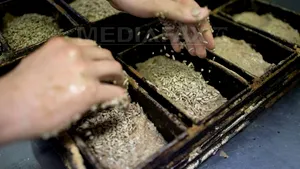 Germania vrea ca pâinea sa tradiţională să fie recunoscută oficial de UNESCO - FOTO