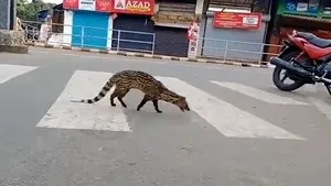 VIDEO. Un animal care nu a mai fost văzut din 1990 apare pe străzile unui oraş din India, în timpul izolării