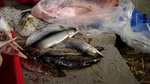 Tone de peşte au fost confiscate şi zeci de pescari, audiaţi pentru braconaj