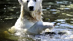 Ursul polar Knut trebuie să fie castrat pentru a se evita incestul cu verişoara sa