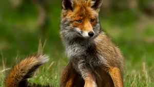 Un animal nu uită niciodată omul care l-a salvat atunci când viaţa îi atârna de un fir de aţă - VIDEO