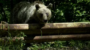 Urs semnalat într-o localitate din Dâmbovița: Autoritățile au emis mesaj RO-Alert