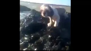 VIDEO EMOŢIONANT: Un căţeluş a fost salvat de un canotor cu puţin timp înainte să fie înghiţit de apă