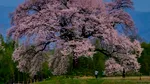 Japonia a avut un număr record de vizitatori în aprilie