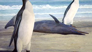Scheletul unui pinguin uriaş, vechi de 24-27 milioane de ani, descoperit în Noua-Zeelandă - VIDEO