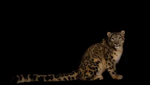 Un leopard de zăpadă a murit la grădina zoologică din Illinois după ce a contractat Covid-19