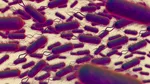 Efecte metabolice surprinzătoare. Microbiomul intestinal transformat în fabrică de longevitate