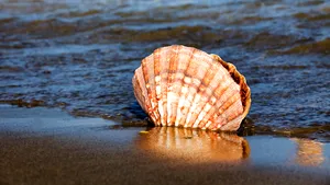 Un pescar a făcut o descoperire neobişnuită în ocean. Abia după ce a făcut-o cadou a aflat că valora 100 de milioane de dolari - FOTO
