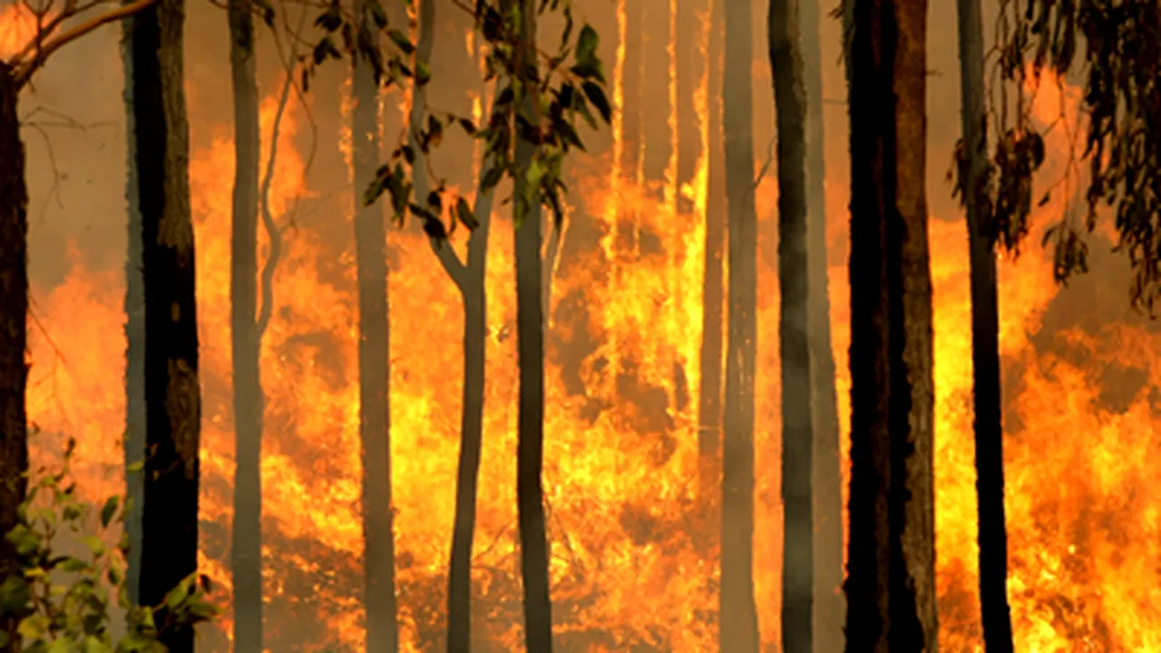 Cel puţin 181 de morţi, în urma incendiilor din Australia (Galerie Foto)
