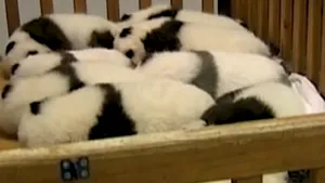 Cei mai drăgălaşi pui de animal? Mii de oameni au venit să îi vadă - VIDEO