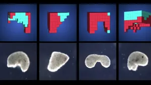 Cum arată xenoboţii, primii „roboţi vii”, creaţi din celule stem de broască. VIDEO