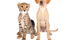 POVESTE EMOŢIONANTĂ: Un ghepard şi un labrador, cei mai buni prieteni de un an de zile - FOTO, VIDEO