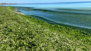 FOTO Algele au invadat staţiunile din sudul litoralului