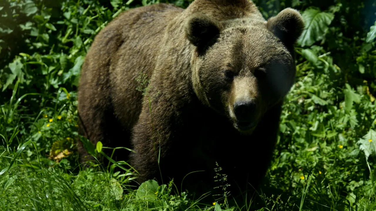 Un urs a fost semnalat într-o localitate din Maramureș. Autoritățile au emis mesaj RO-Alert