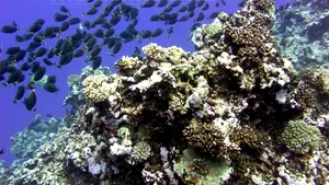 Cel mai vast sanctuar marin de pe planetă, un parc marin de 1,2 milioane de kilometri pătraţi