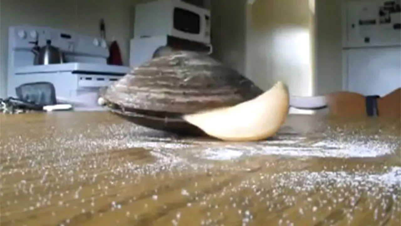 VIDEO AMUZANT: O scoică se asezonează singură înainte de a fi mâncată