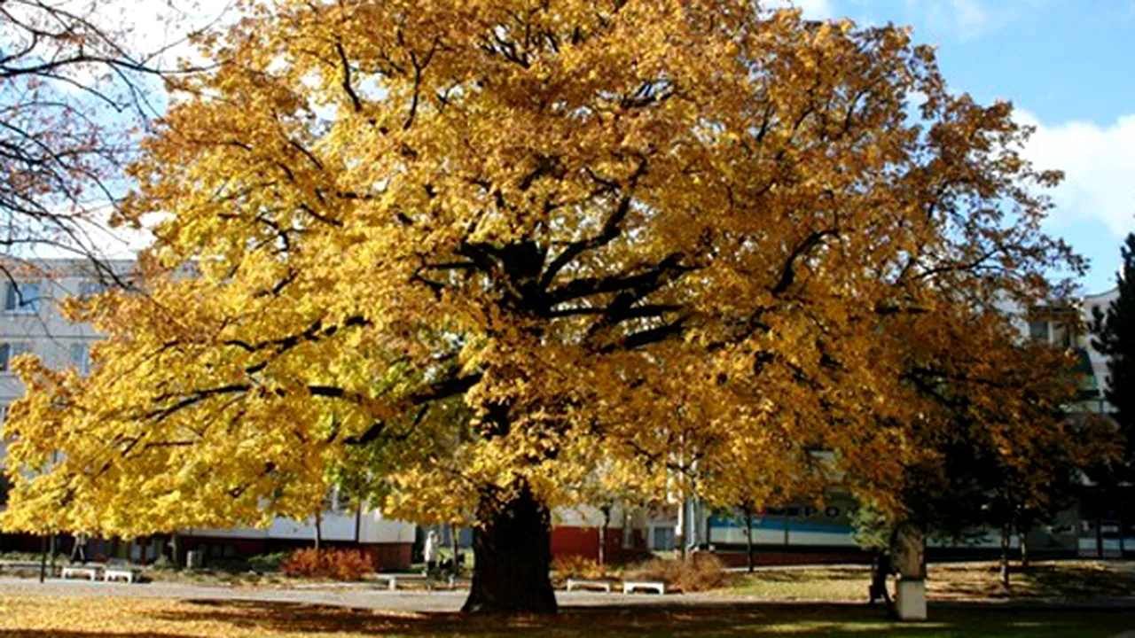 Un ulm din Căpeni, Covasna, pe locul al doilea în concursul Arborele Anului în Europa 2012