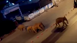15 elefanţi au fost surprinşi pe străzile din China. Locuitorii au fost evacuaţi VIDEO