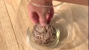 VIDEO Planta Reînvierii, o ciudăţenie a naturii 