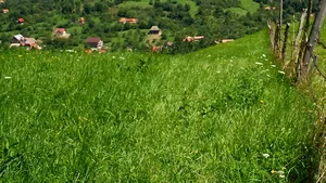 Sentinţa prin care localnicii au pierdut satul Nadăş, din judeţul Arad, schimbată total