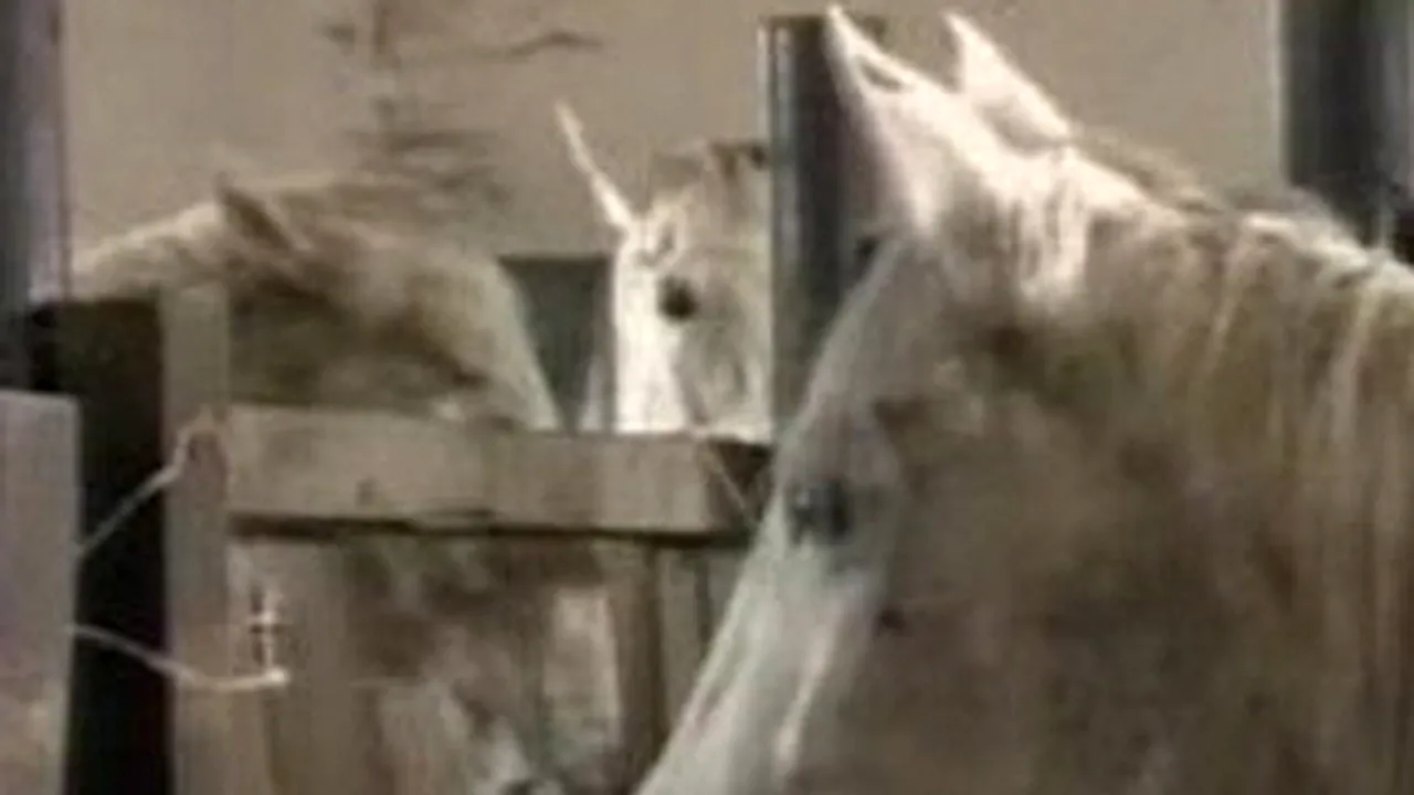 Cai lăsaţi să moară de foame la herghelia din Homorod (Video)