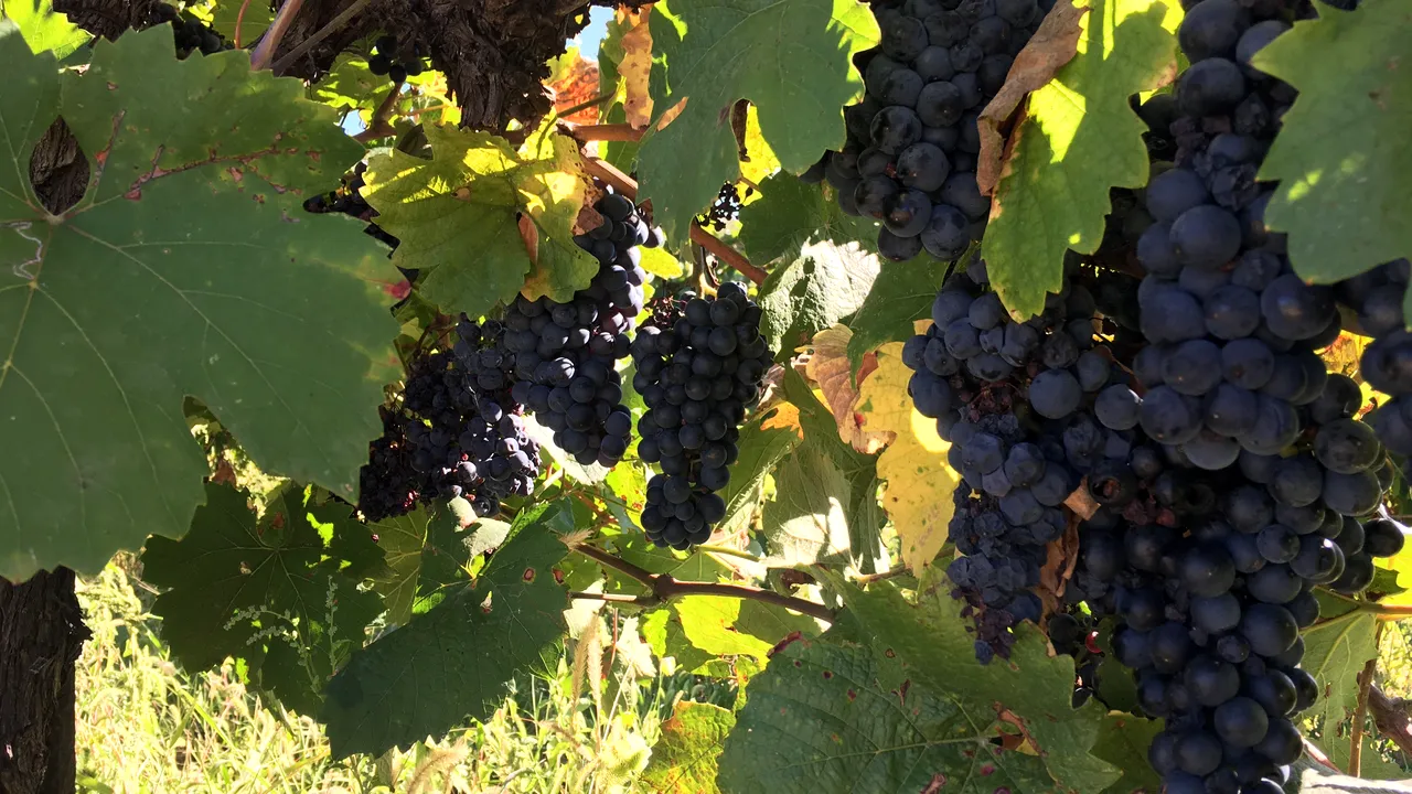 FOTO, VIDEO | Unul dintre marii producători de vinuri din România, ÎNGROZIT că va rămâne cu via neculeasă. Într-un an bogat, tot mai puţini oameni vin să depună muncă fizică