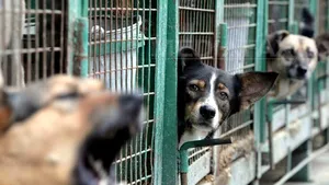 Anchetă la adăpostul de câini din Oradea, după ce pe internet au apărut imagini cu animale brutalizate