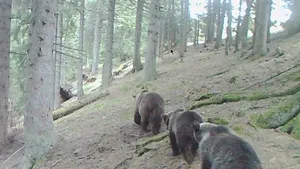 Modul inedit în care au fost surprinşi mai mulţi urşi în Parcul Naţional Călimani | VIDEO