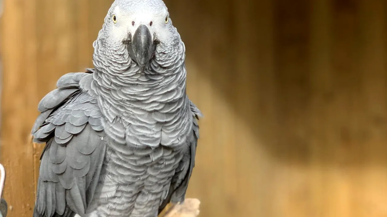 Cinci papagali, izolaţi după ce au înjurat vizitatorii unui parc natural din Marea Britanie